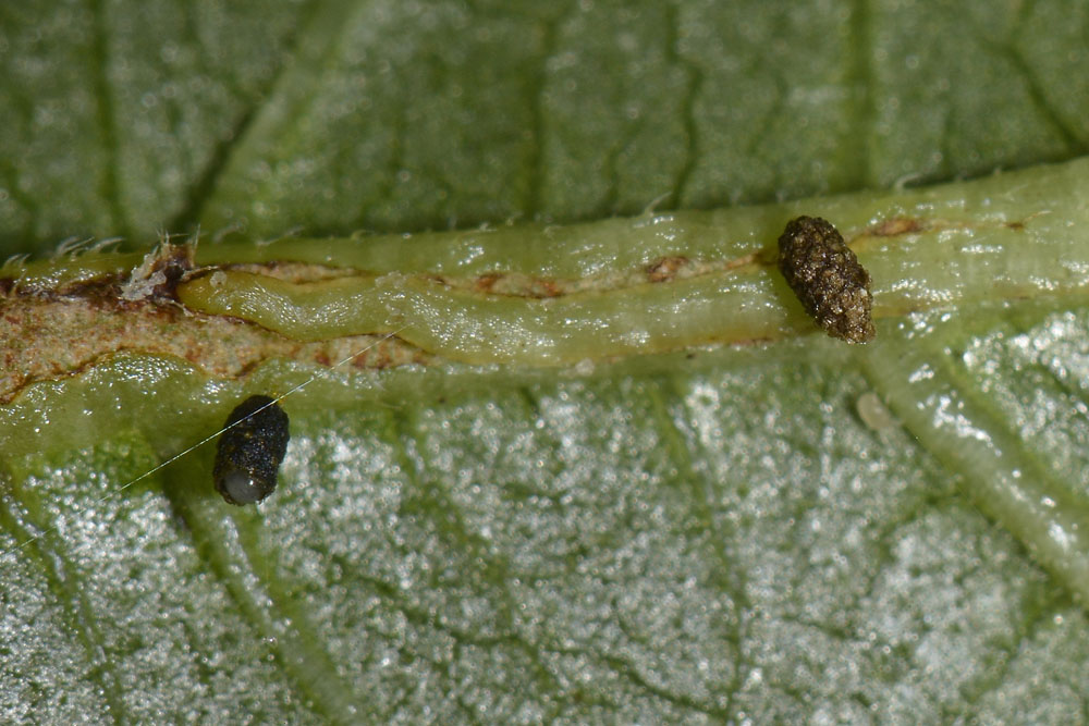 Oomorphus concolor, Chrysomelidae. 